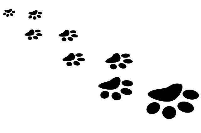 paw-163683_640