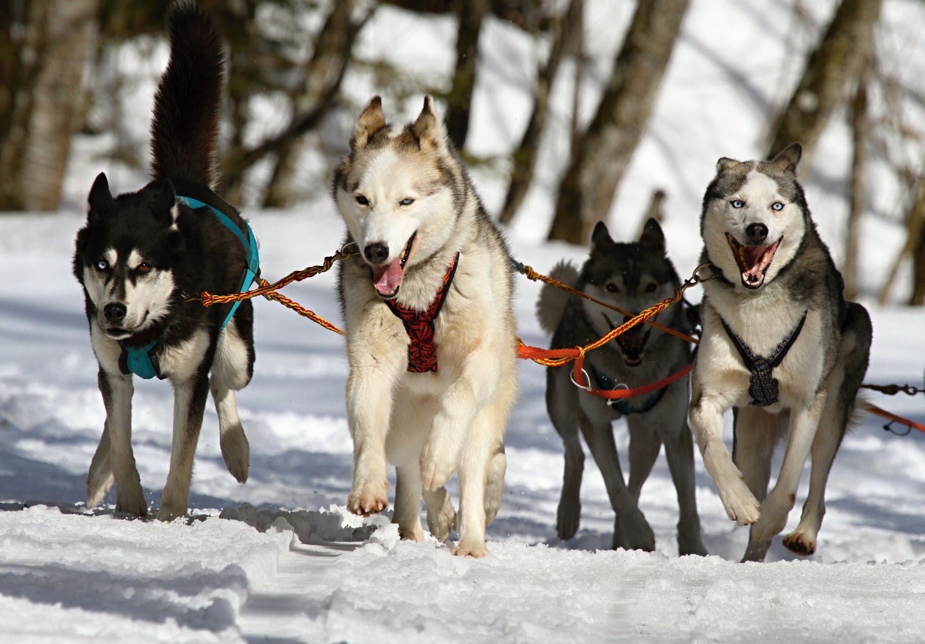 huskeys driving sled through white snow