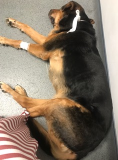 FullSizeRender (264)