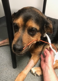 FullSizeRender (268)